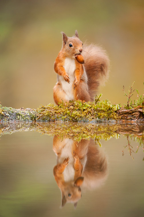 Red squirrel (Sciurus vulgaris) at woodland pool, Scotland, November